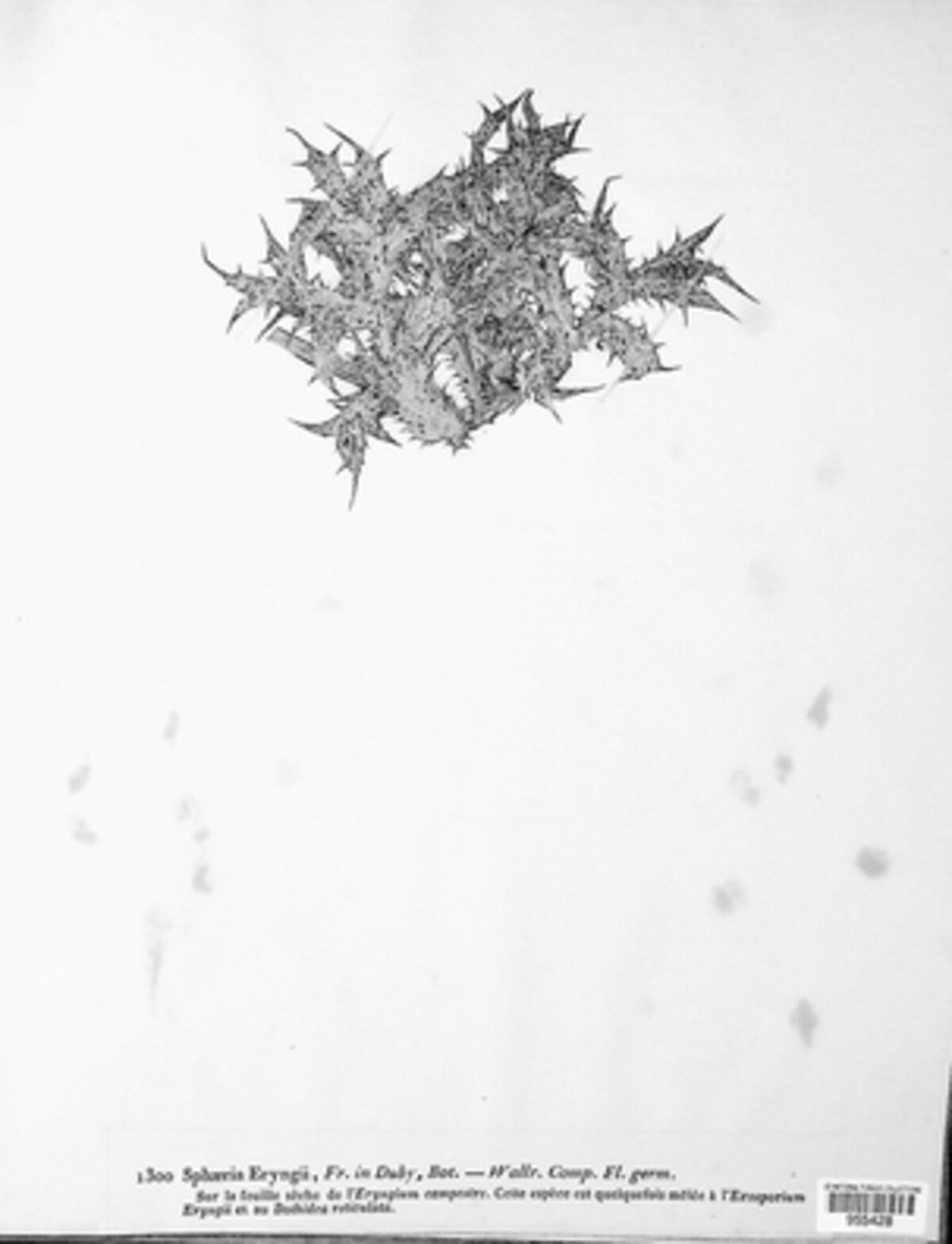 Ophiobolus eryngii image